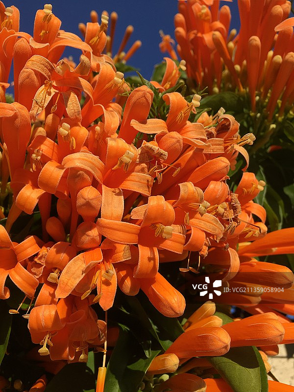 南非橙色开花植物的特写图片素材