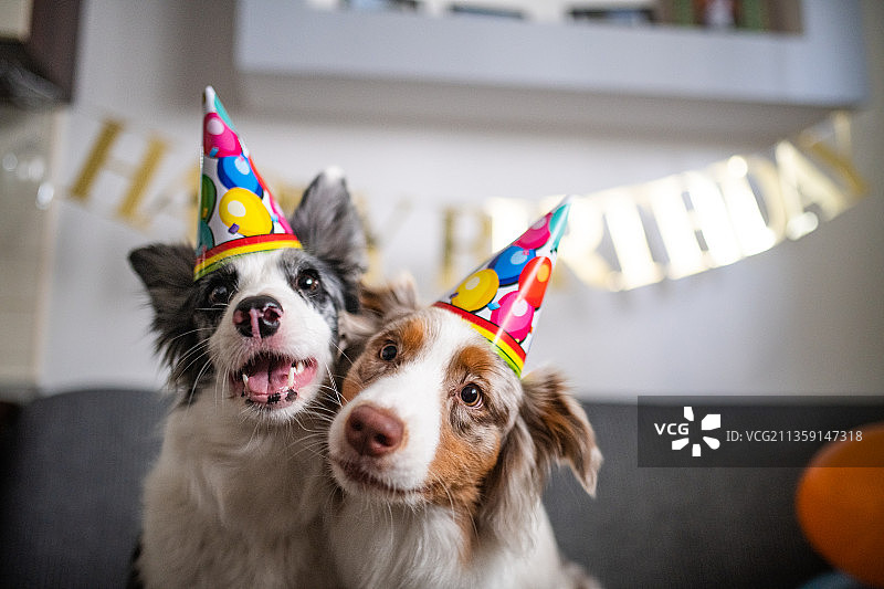 波兰，一只纯种羊狗在庆祝生日图片素材