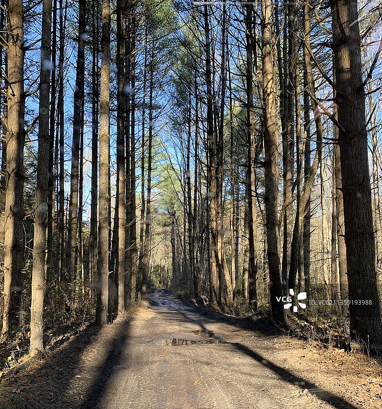 空旷的道路在树林中，美国，美国图片素材
