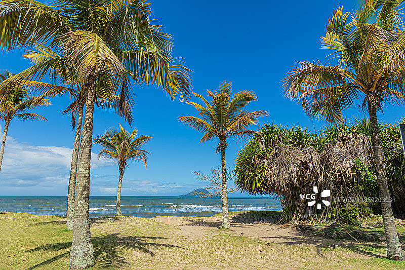 巴西海滩上棕榈树的风景图片素材