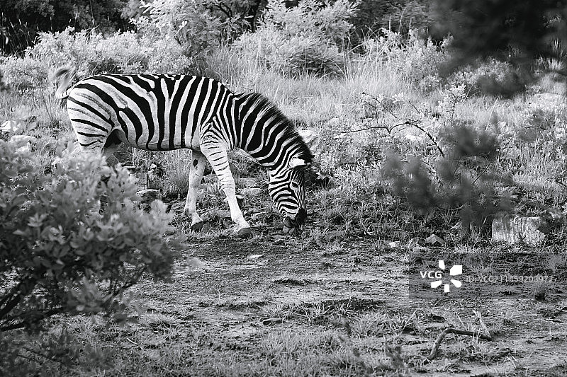 侧面图的波切尔平原斑马站在田野上，精灵格伦自然保护区，南非图片素材