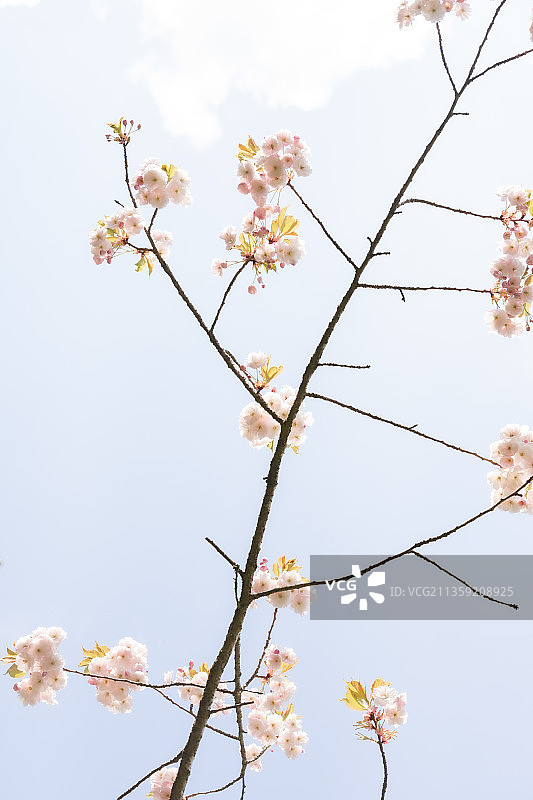 低角度的樱花对天空的看法图片素材