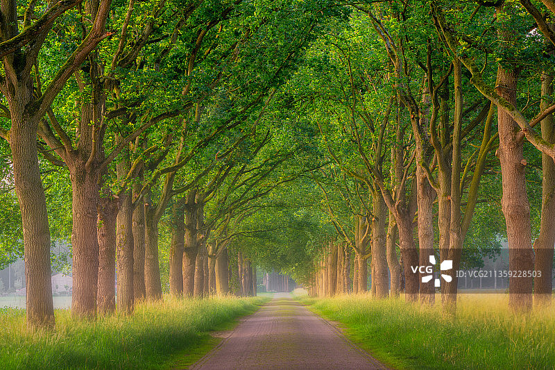 荷兰，阿尔曼，森林中空旷的道路图片素材