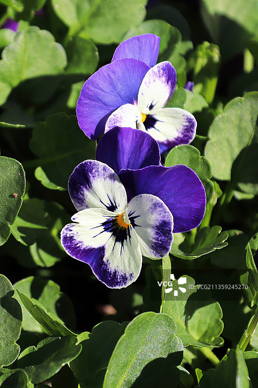 紫色开花植物的特写图片素材