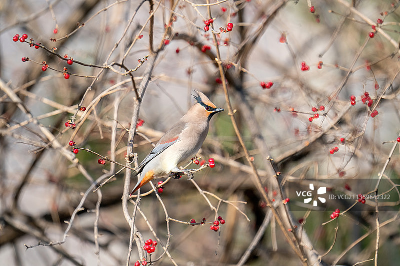 忍冬树上觅食的小太平鸟图片素材