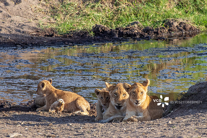 坦桑尼亚的小狮子，休息的雌狮子，坦桑尼亚Ikoma图片素材