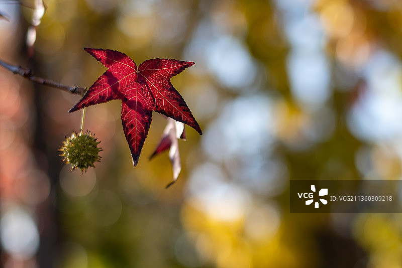 秋天的凉爽，特写的红色枫叶在树上图片素材