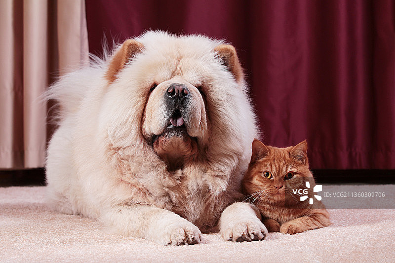 狗的品种松狮犬和红猫的英国品种，俄罗斯图片素材