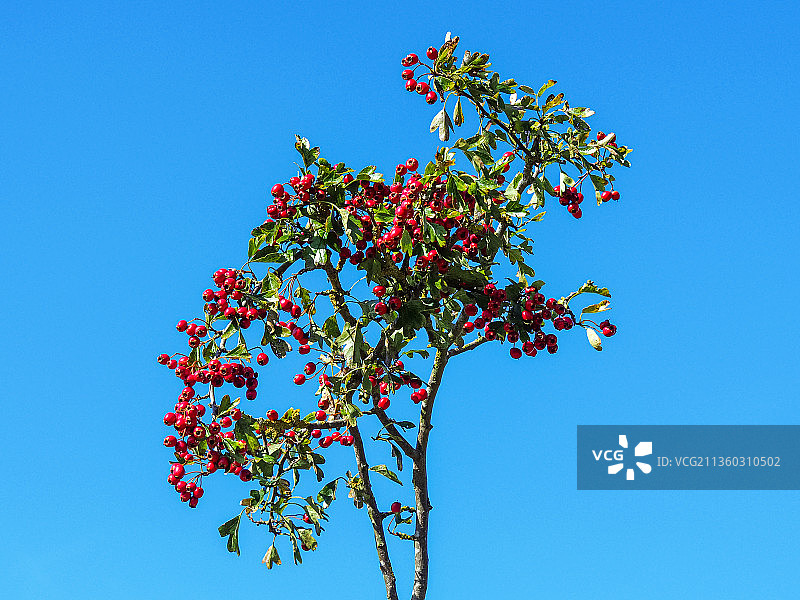 低角度的开花植物反对清晰的蓝天，直布罗陀点国家自然保护区，英国，英国图片素材