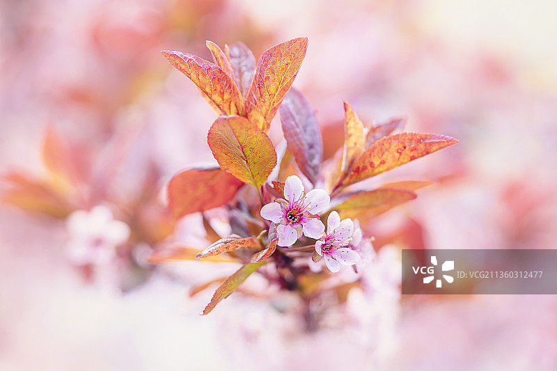 春天的沙樱桃，粉红色樱花的特写，诺维，密歇根，美国，美国图片素材