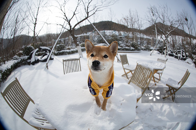 宠物边牧雪景设计素材模板图片素材