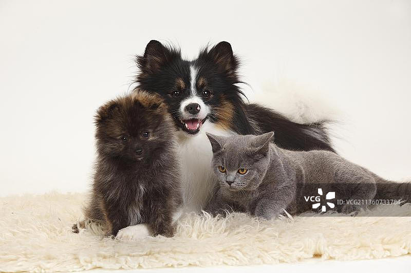 英国短毛犬，混血犬(小博美犬)和小博美犬，幼犬，12周图片素材