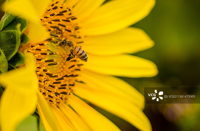 向日葵，蜜蜂在黄花上授粉的特写，乌巴巴，米纳斯吉拉斯州，巴西图片素材