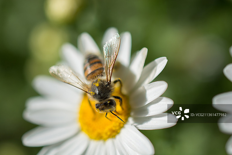 美丽多彩的花与蜜蜂，蜜蜂在白花上的特写图片素材