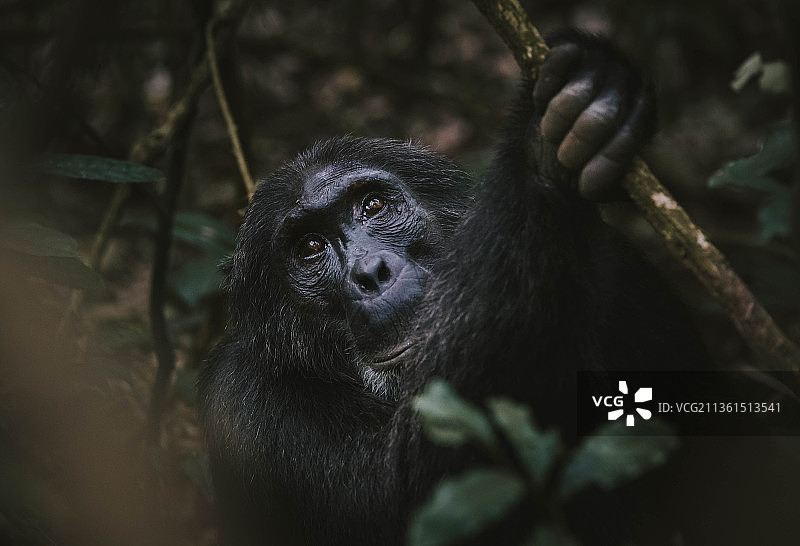 黑猩猩，近距离观察乌干达的山地大猩猩图片素材