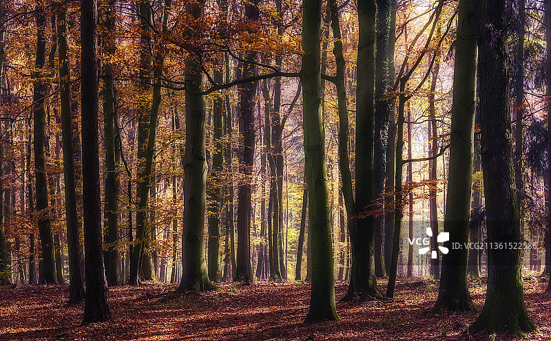 在森林的某处，秋天森林里的树木图片素材