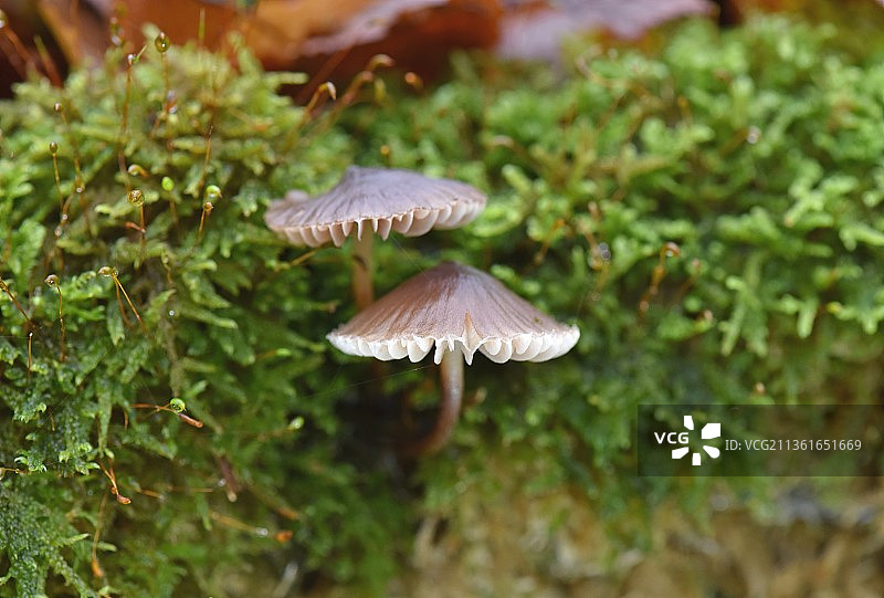 蘑菇环境迈锡纳，蘑菇生长的特写镜头图片素材