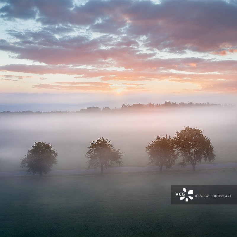 雾蒙蒙的早晨，田野上的树木在日落时对着天空，英国，英国图片素材