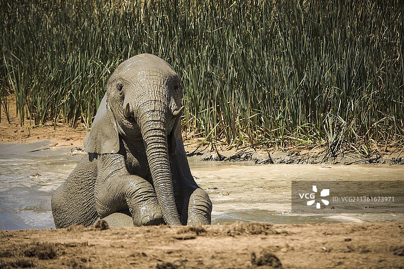 大象，非洲沙漠大象的景象，西部地区，东开普省，南非图片素材