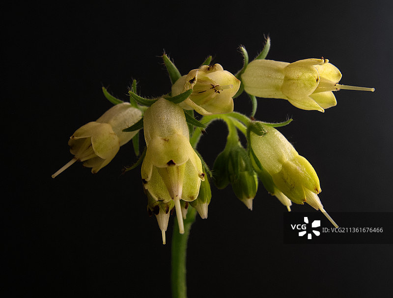 小铃铛，黄色开花植物在黑色背景下的特写图片素材