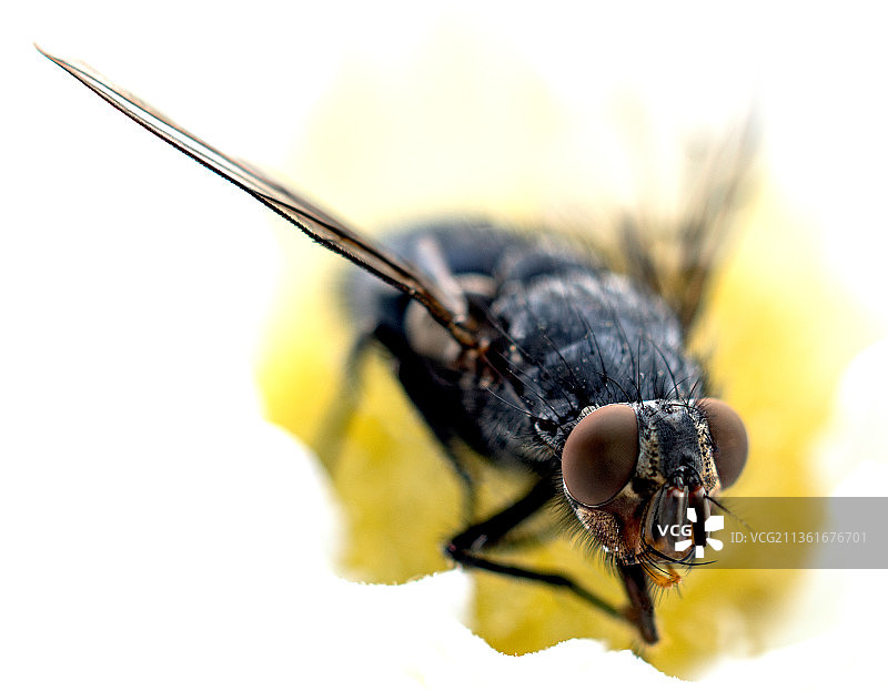 苍蝇在黄花上的特写图片素材