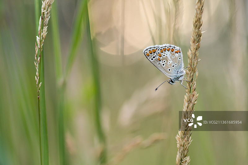 棕色Argus，植物上蝴蝶的特写，荷兰图片素材
