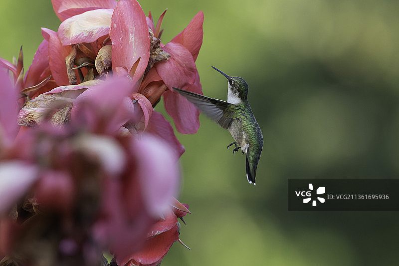 蜂鸟与美人蕉花，蜂鸟的近景粉红色的花，高岭，密苏里州，美国，美国图片素材