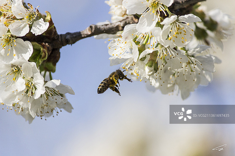 蜜蜂，樱花在天空中的特写，捷克共和国图片素材