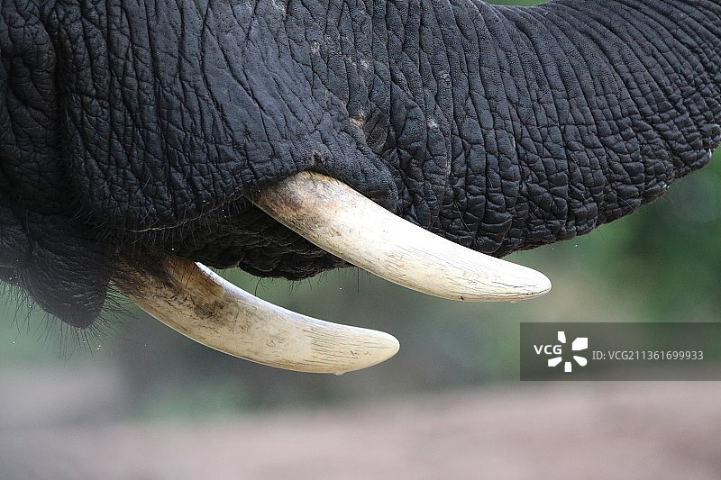 非洲大象在丘比河洗澡，丘比国家公园，博茨瓦纳图片素材