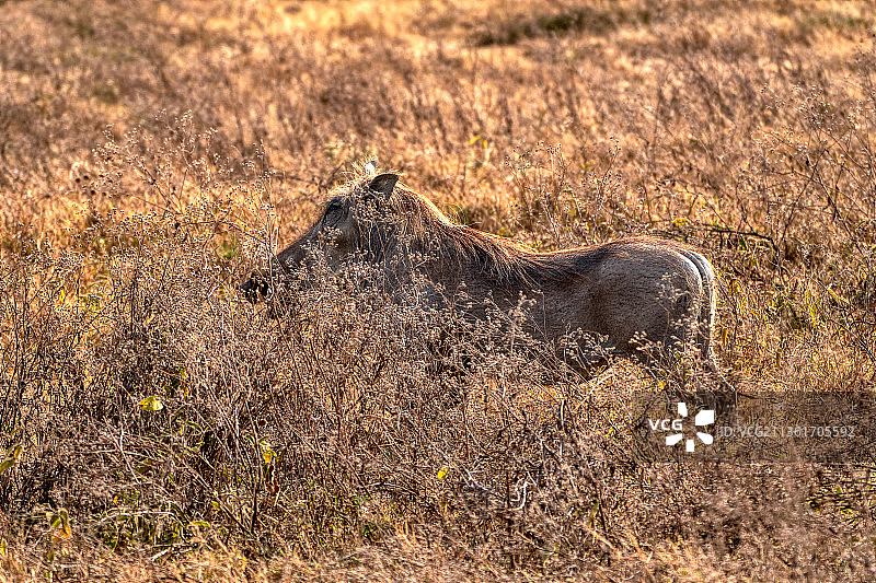 坦桑尼亚塞伦盖蒂草原上的犀牛侧面图图片素材