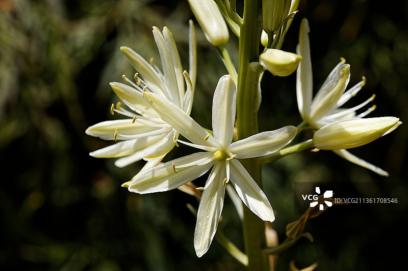 无头百合，白色开花植物的特写，达尼丁，新西兰图片素材