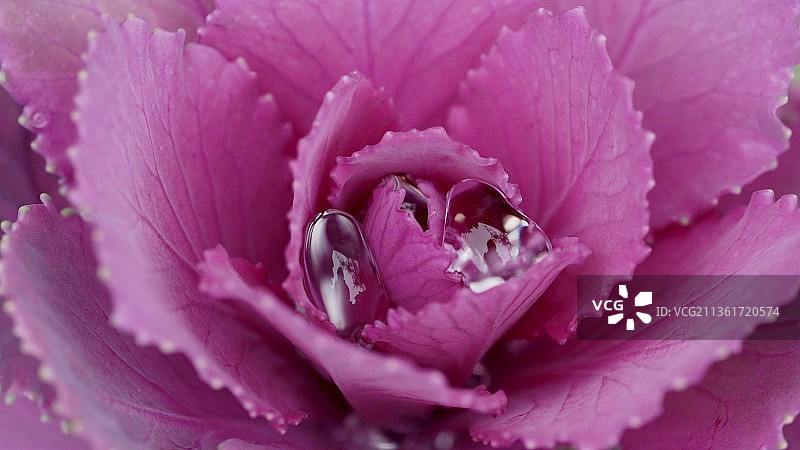 开花的羽衣甘蓝，粉红色的玫瑰花的全框镜头图片素材