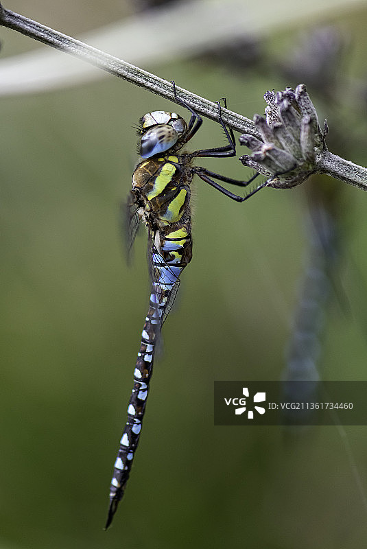 蜻蜓，昆虫在植物上的特写，Allhallows，罗切斯特，英国，英国图片素材