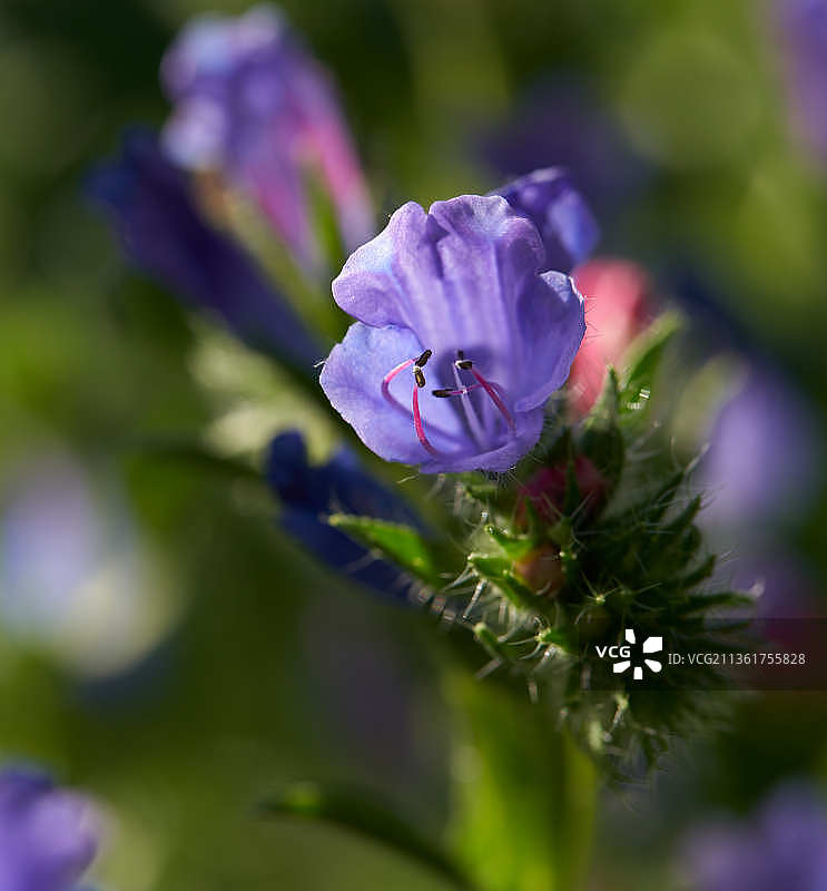 车前草，紫色开花植物的特写，图卢兹，法国图片素材