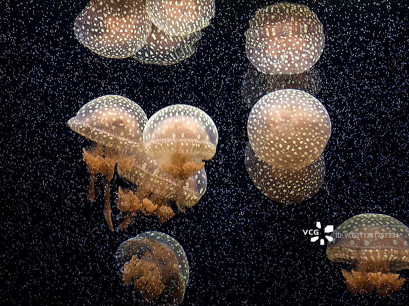 美丽透明的水母在玻璃后面跳舞，奥地利维也纳图片素材