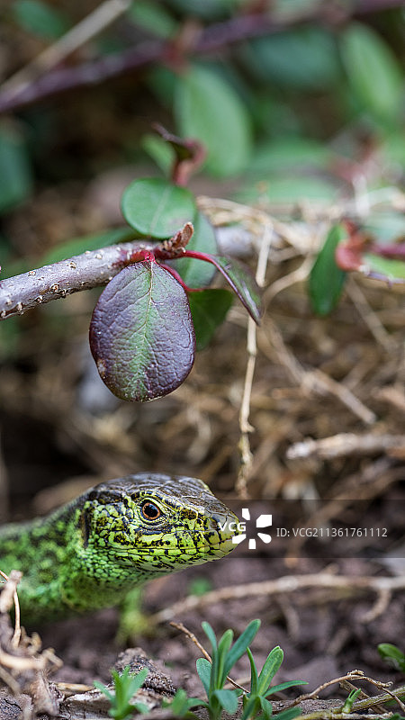 蜥蜴在花园，绿色植物生长在田野的特写，Neustadt，德国图片素材