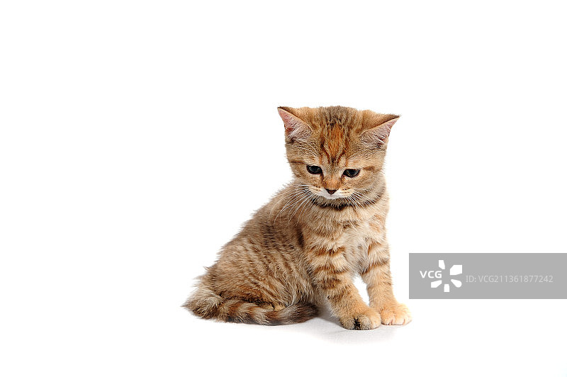 一只带条纹的纯种小猫坐在白色的背景上图片素材