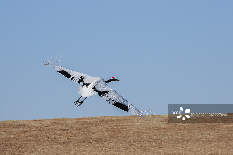 半空中飞翔的丹顶鹤，黑龙江扎龙国家级自然保护区丹顶鹤图片素材