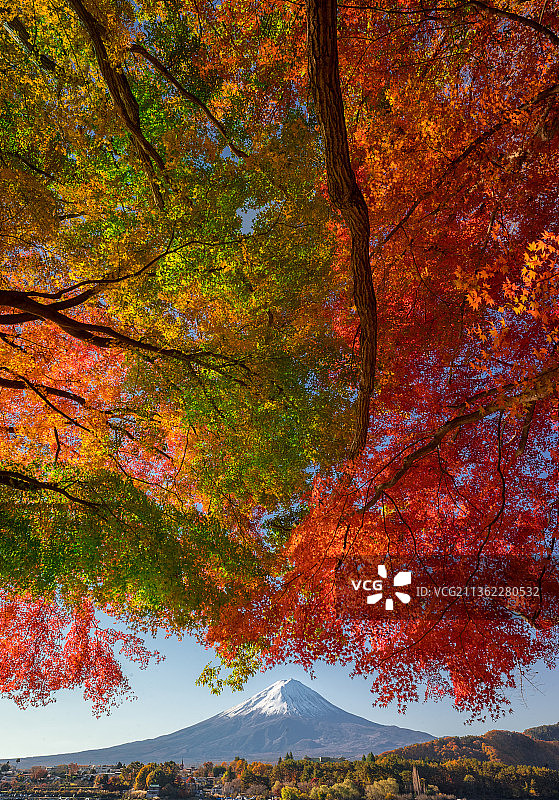 秋天湖边的树木图片素材