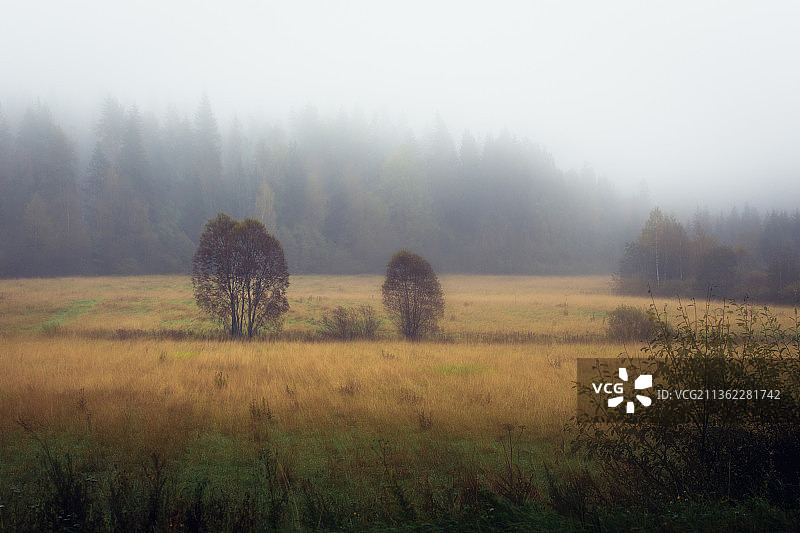 秋天的田野，田野上的树木在雾天的天空图片素材