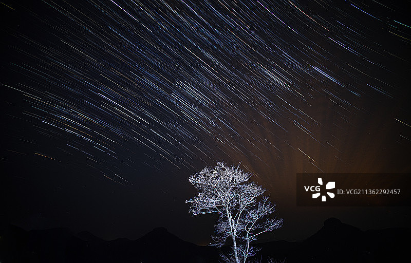 夜空中树木轮廓的低角度视图图片素材
