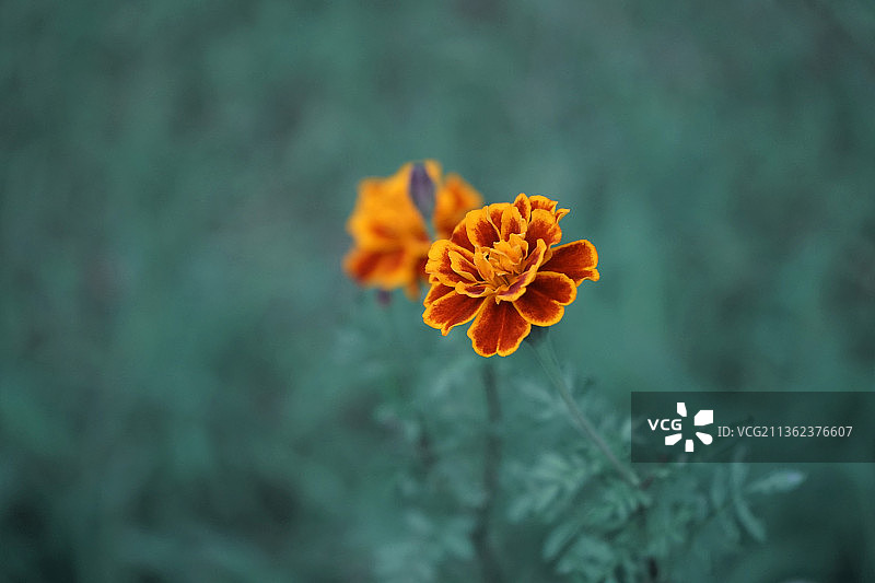 更成熟的秋天花，特写的橙色万寿菊花图片素材
