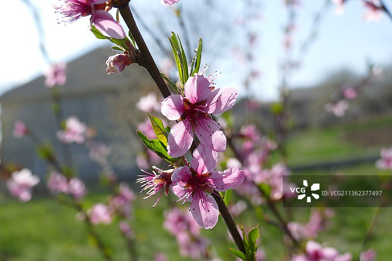 粉红色樱花在春天的特写图片素材