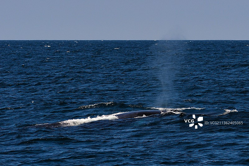 座头鲸在海中游泳的高角度视图图片素材