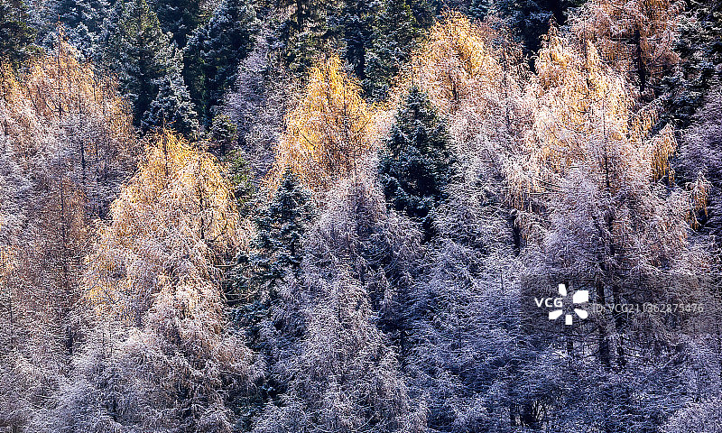 阿坝米亚罗风景区，秋天，彩林，红叶，G317，理县图片素材