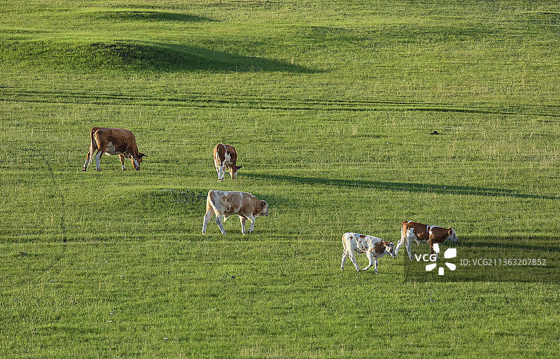 夏天草原上的牛群，草原，牛，夏天，绿色，动物，牧场，家畜，奶牛，黄牛，草场，草坪，自然，天然，优美图片素材