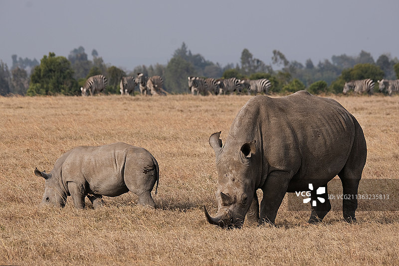 肯尼亚，白犀牛站在草地上的侧视图图片素材