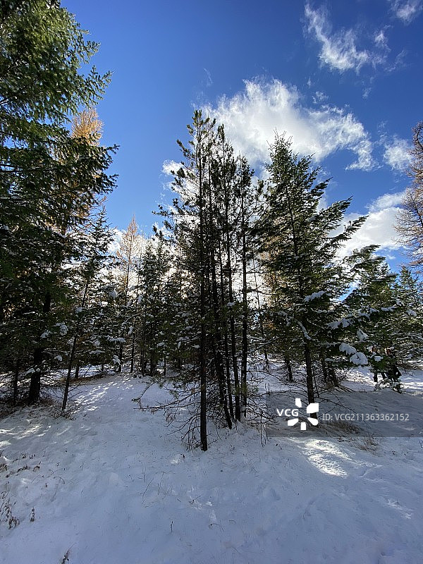 加拿大的荒野，树木在雪覆盖的田野对着天空，东库特内，不列颠哥伦比亚省，加拿大图片素材
