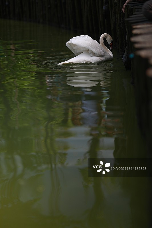 美丽干净的白天鹅在清澈的湖里游泳图片素材
