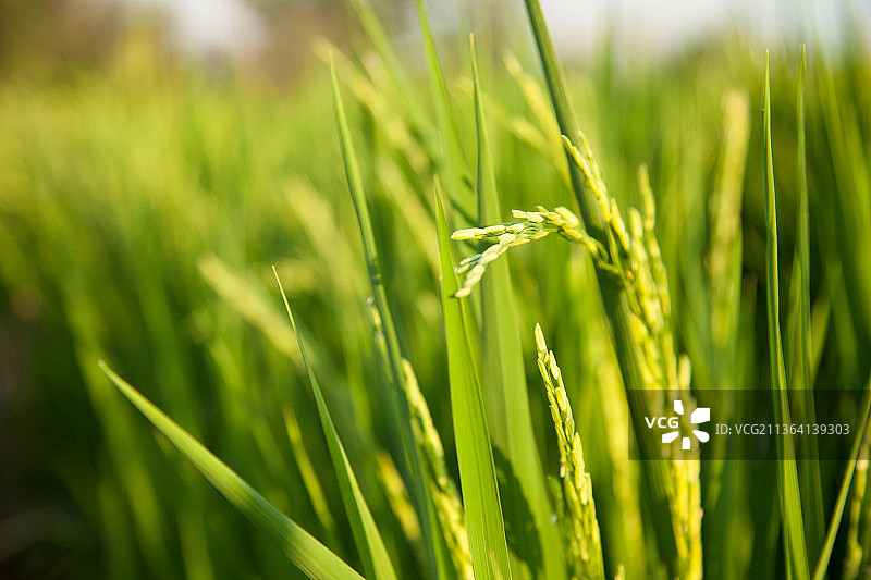 稻田里，麦田里的小麦图片素材